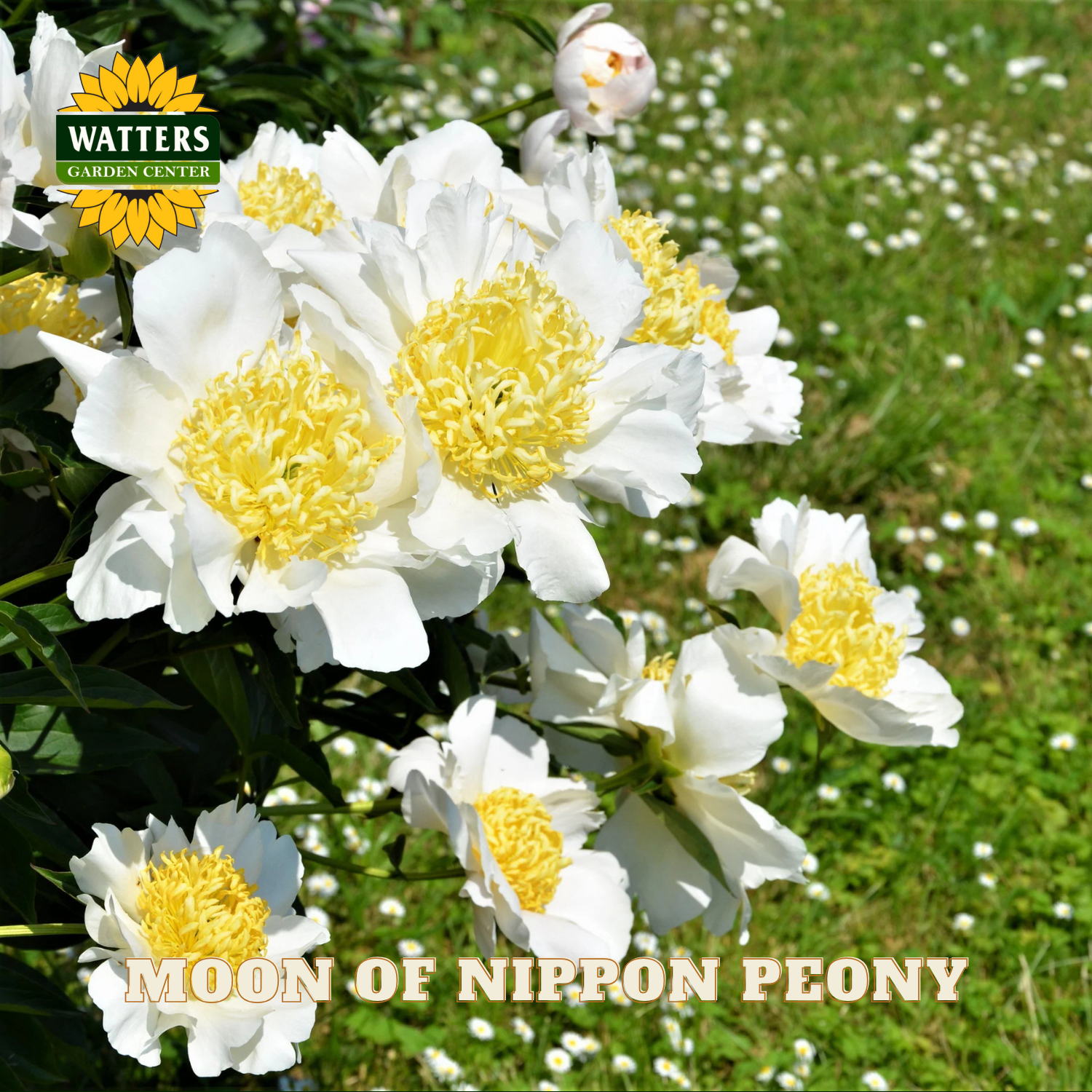 White peony flowers with yellow centers in a garden setting, featuring Watters Garden Center branding.
