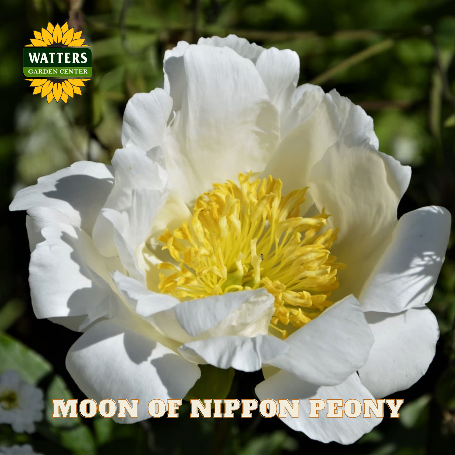 White peony flower with yellow center, labeled 'Moon of Nippon Peony' and 'Watters Garden Center'.