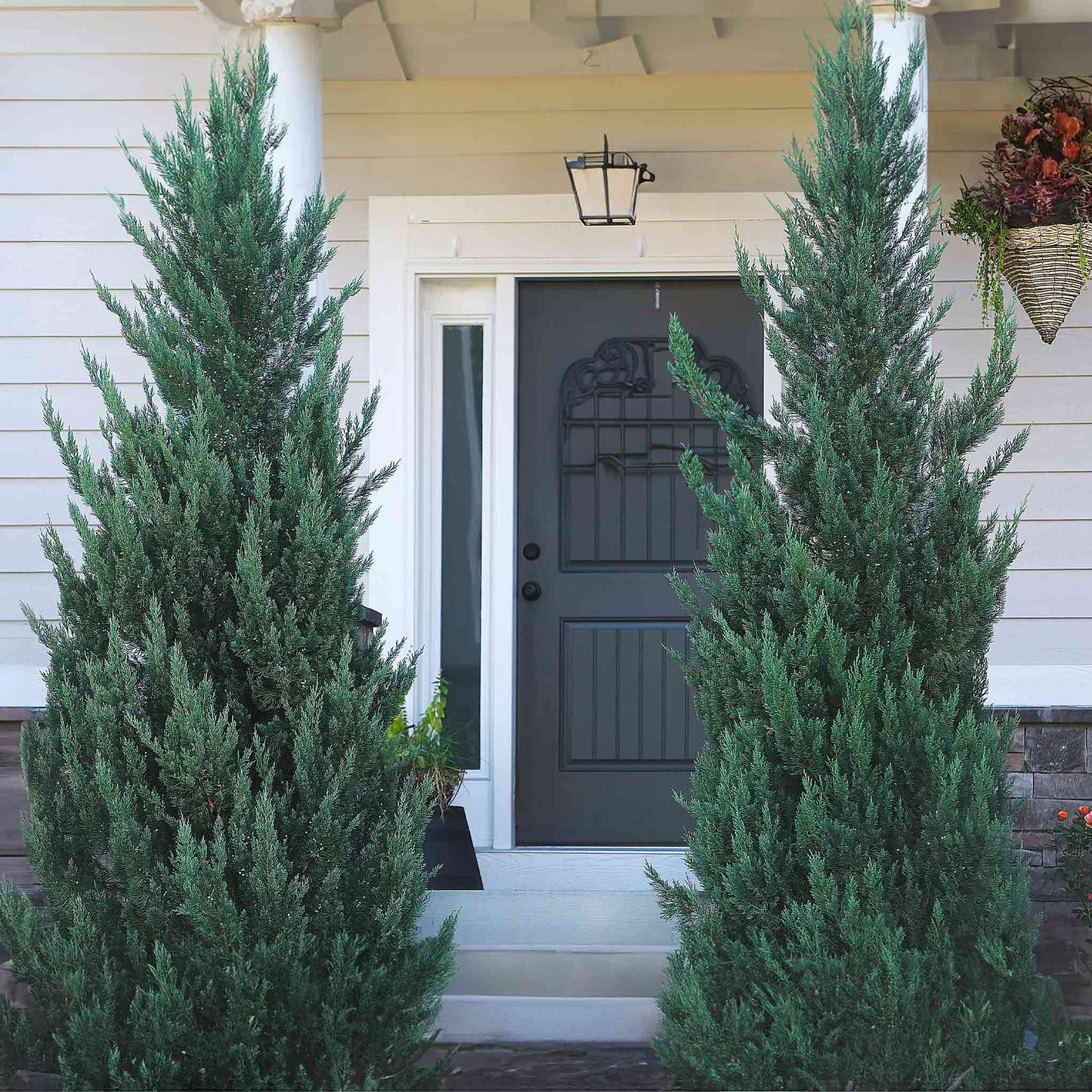 MOONGLOW JUNIPER TREE 5-6ft