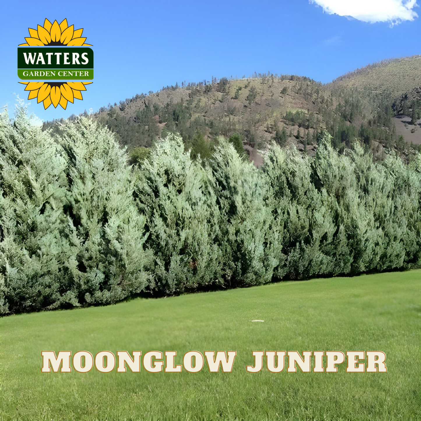 Moonglow Juniper with Watters Garden Center logo in the corner