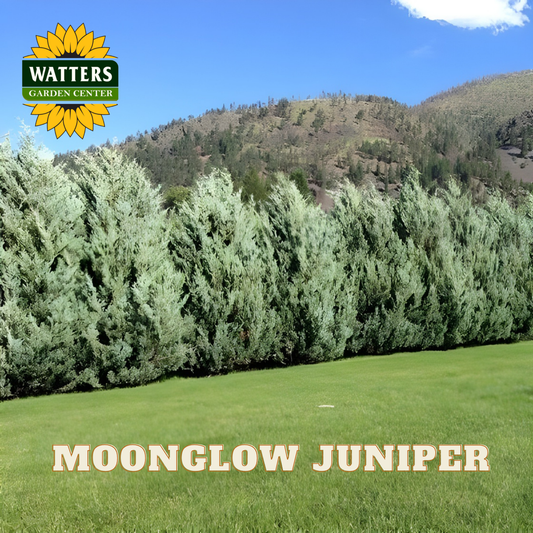 Moonglow Juniper with Watters Garden Center logo in the corner