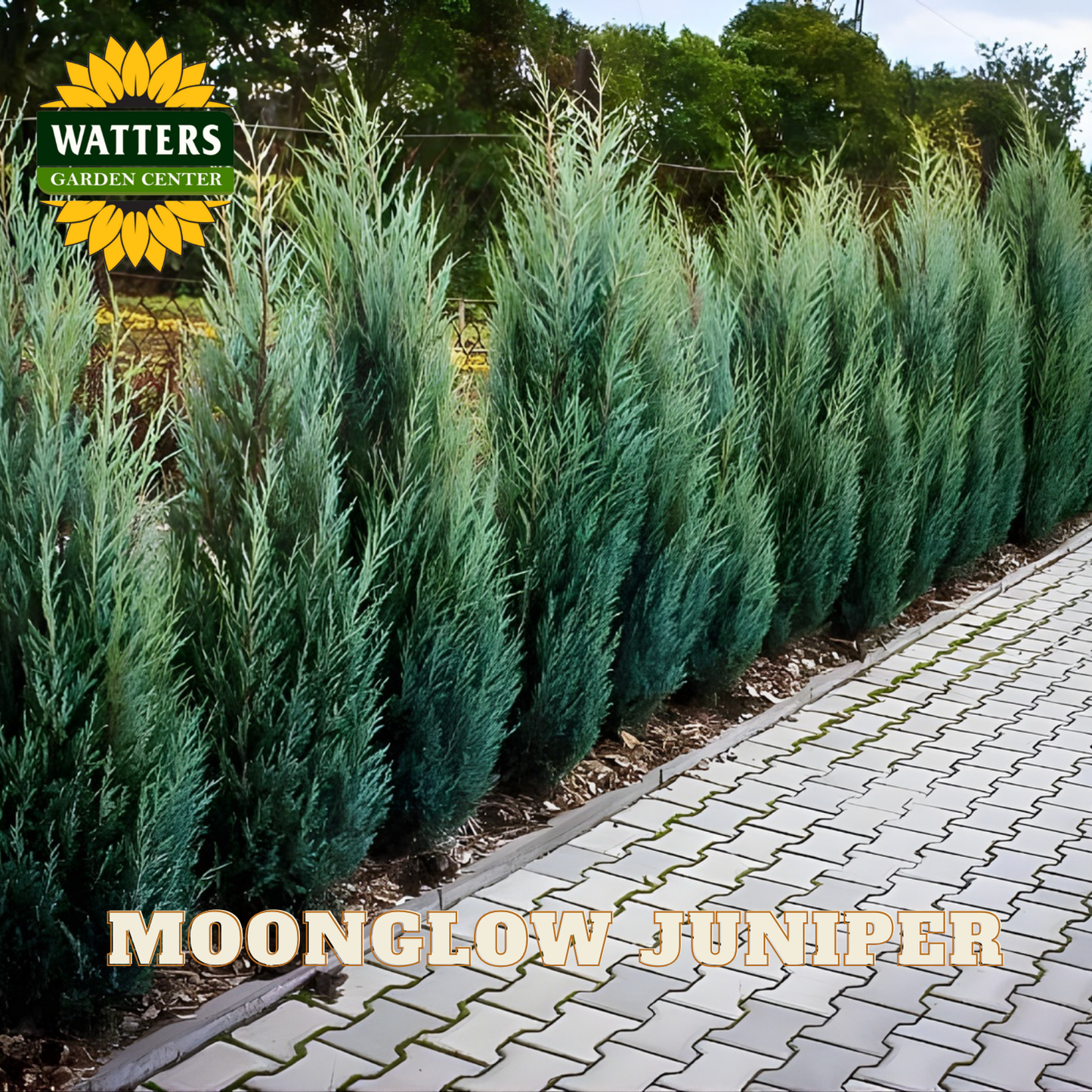 Row of Moonglow Juniper plants with a garden center logo in the background