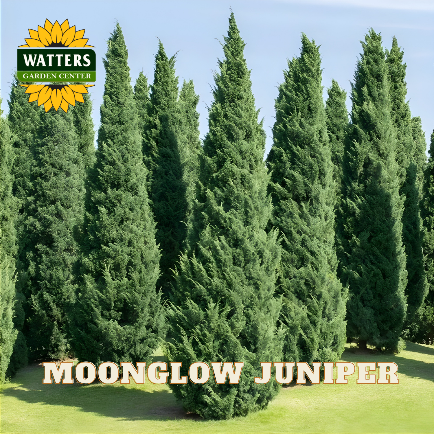 Row of Moonglow Juniper trees with Watters Garden Center logo.