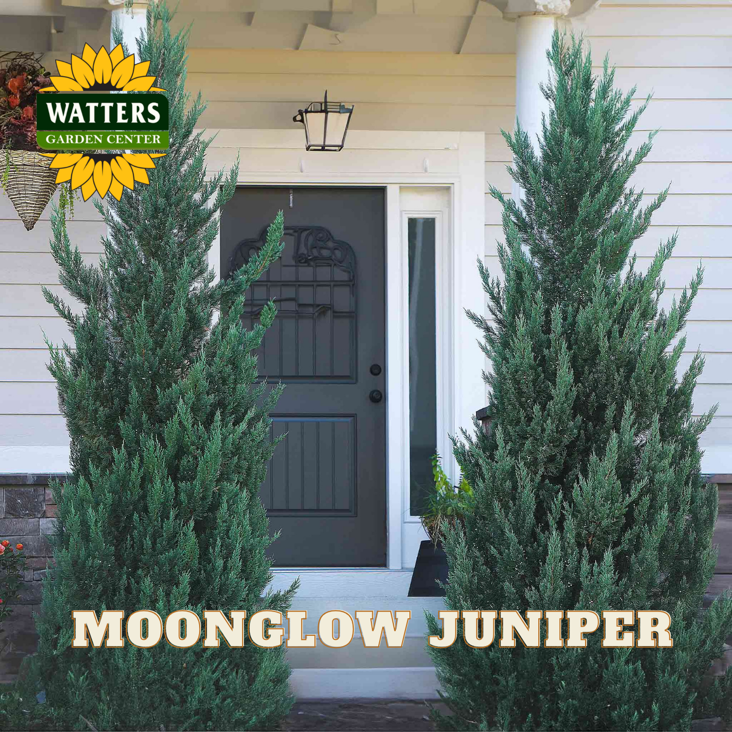 Two Moonglow Juniper trees in front of a house with Watters Garden Center branding.