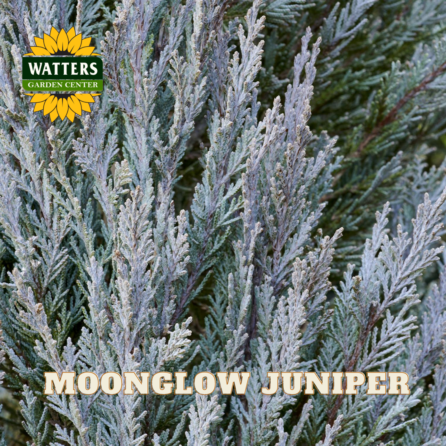 Moonglow Juniper with Watters Garden Center logo