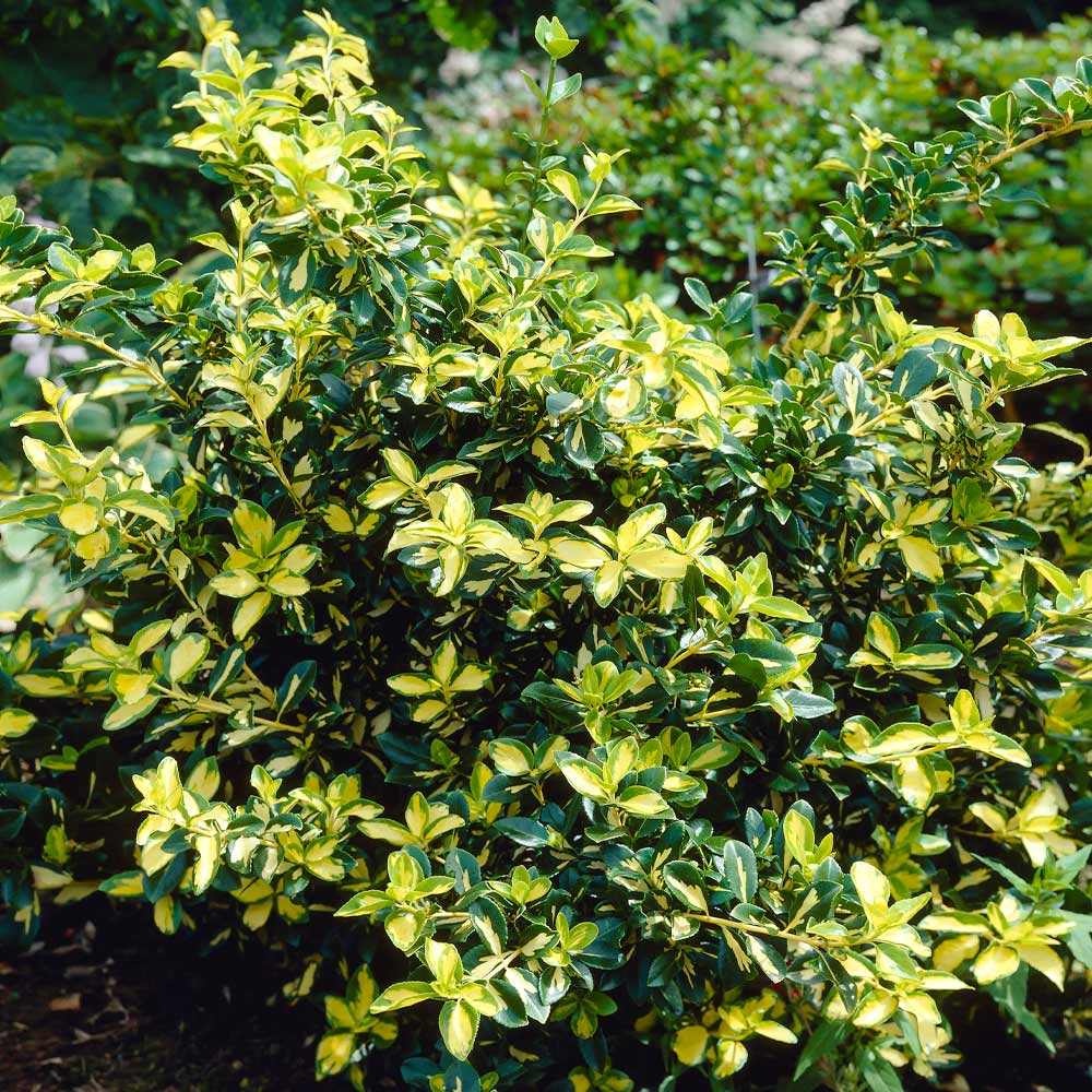 MOONSHADOW WINTERCREEPER EUONYMUS 1gal