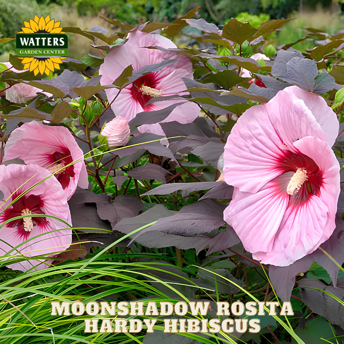 Pink and red hardy hibiscus flowers with Watters Garden Center branding.