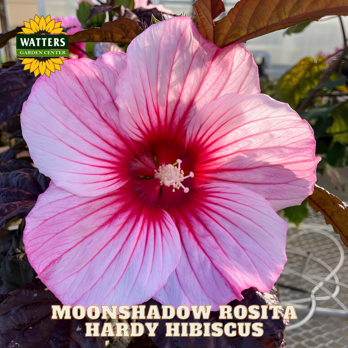 Pink and red hardy hibiscus flower with 'Watters Garden Center' logo.