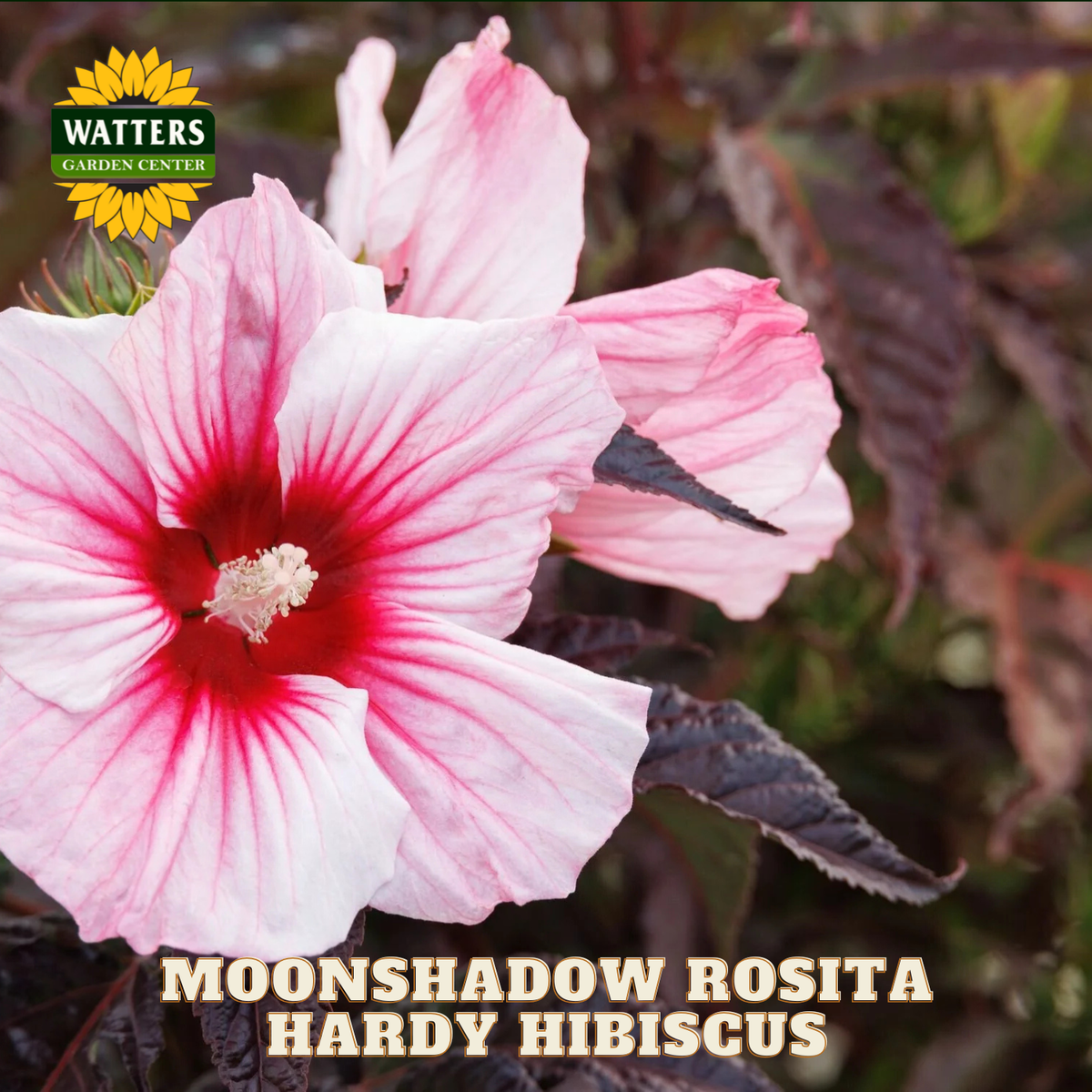 Pink and red hardy hibiscus flower with Watters Garden Center branding.