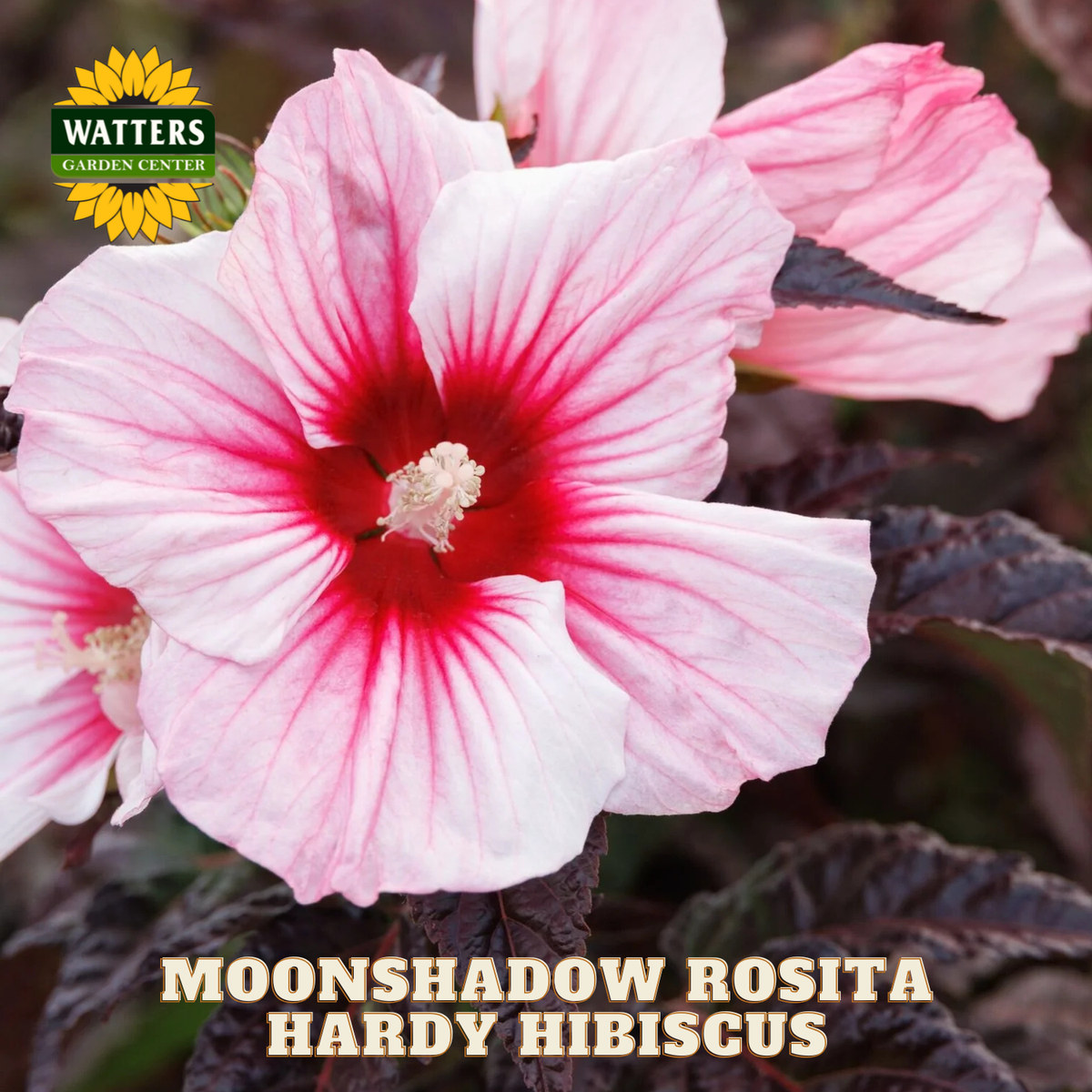 Pink and red hardy hibiscus flower with Watters Garden Center logo.