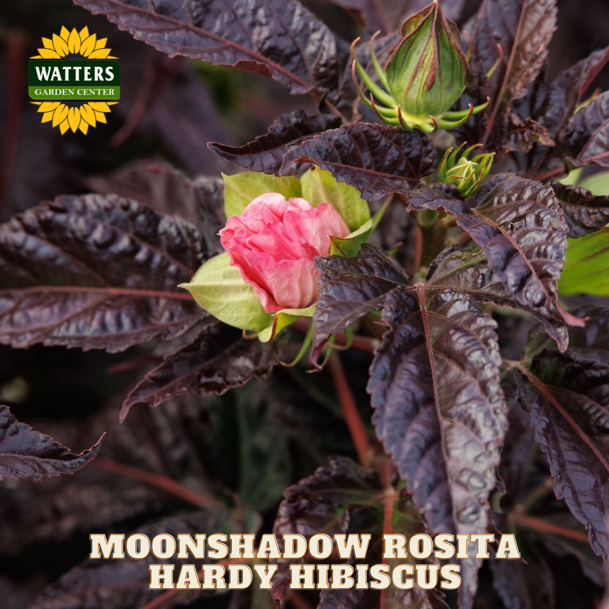 Moonshadow Rosita Hardy Hibiscus plant with pink flower and green buds, branded with Watters Garden Center.