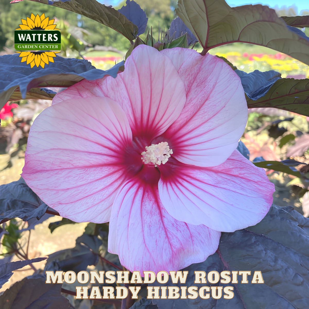 Pink and red hardy hibiscus flower with Watters Garden Center branding.