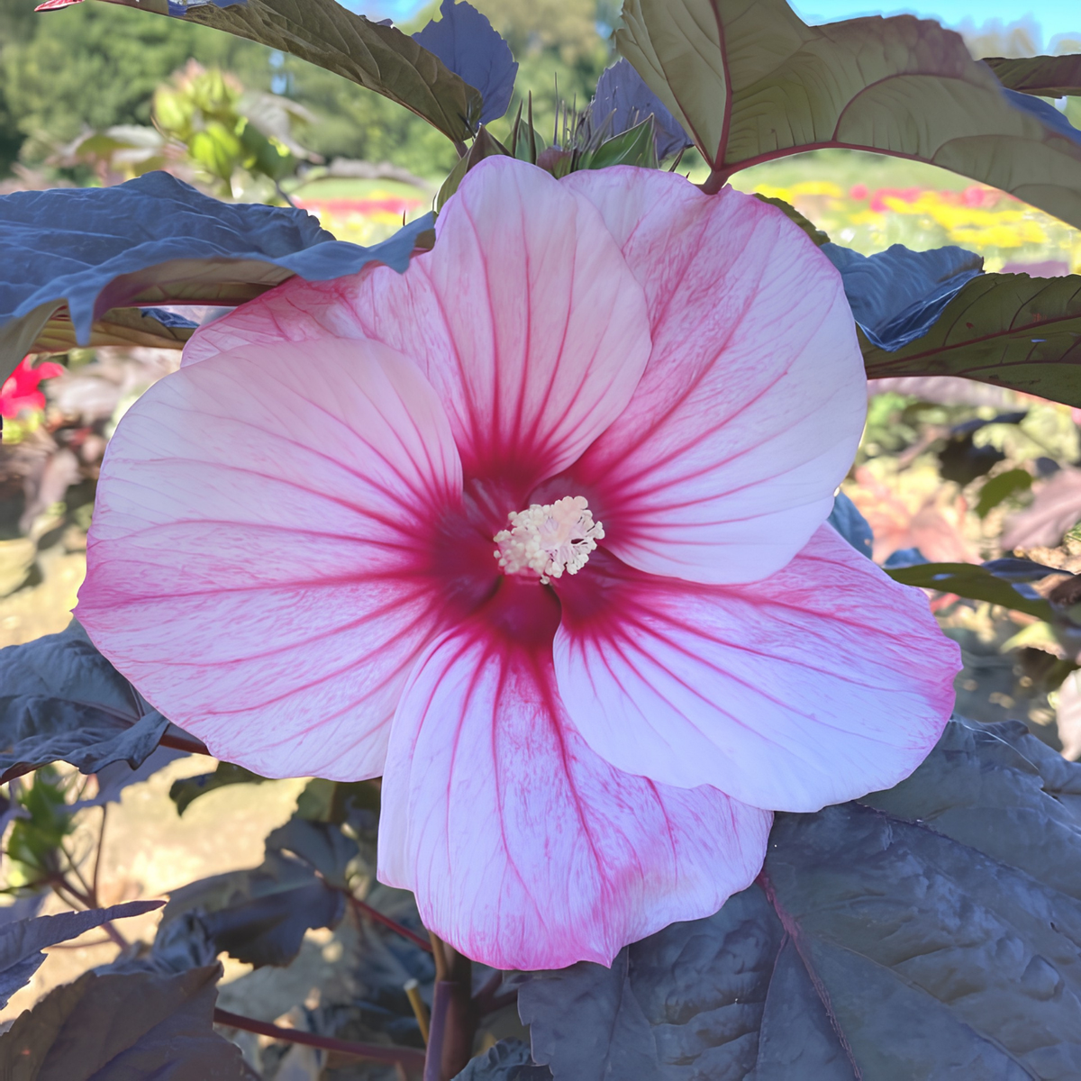 Close-up of a pink and red flower with green leaves in the background