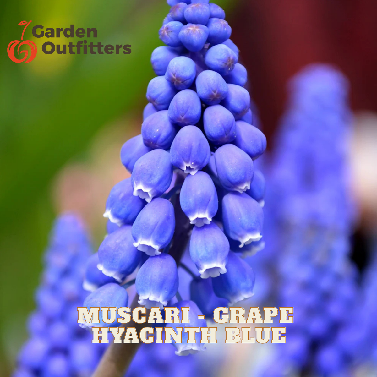 A close-up of a grape hyacinth flower in Grape Hyacinth Blue, with a Garden Outfitters logo in the top-left corner and text overlay reading 'MUSCARI - GRAPE HYACINTH BLUE' at the bottom.