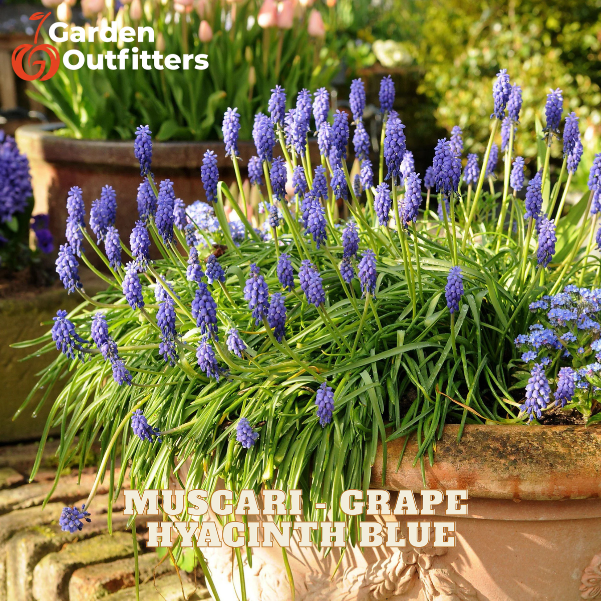 A potted plant of Grape Hyacinth 'Muscari' in vibrant blue-purple flowers with green foliage, shown in a garden setting with a terracotta pot. The text 'Garden Outfitters' is in the top-left corner, and 'MUSCARI - GRAPE HYACINTH BLUE' is written at the bottom.