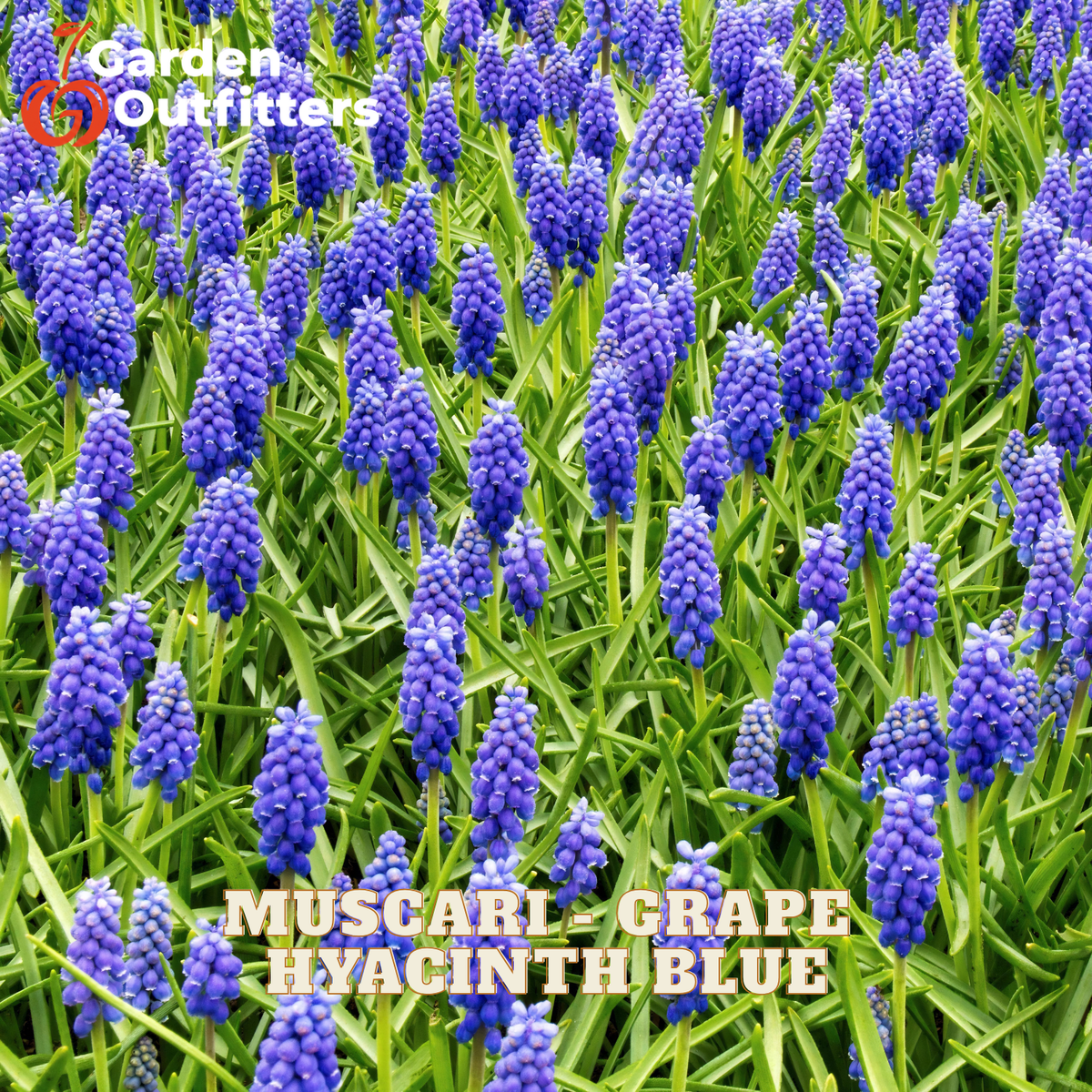 A dense field of Grape Hyacinth in the color Blue, with purple-blue flower spikes and green foliage. The Garden Outfitters logo is in the top-left corner, and the text 'MUSCARL GRAPE HYACINTH BLUE' is at the bottom.