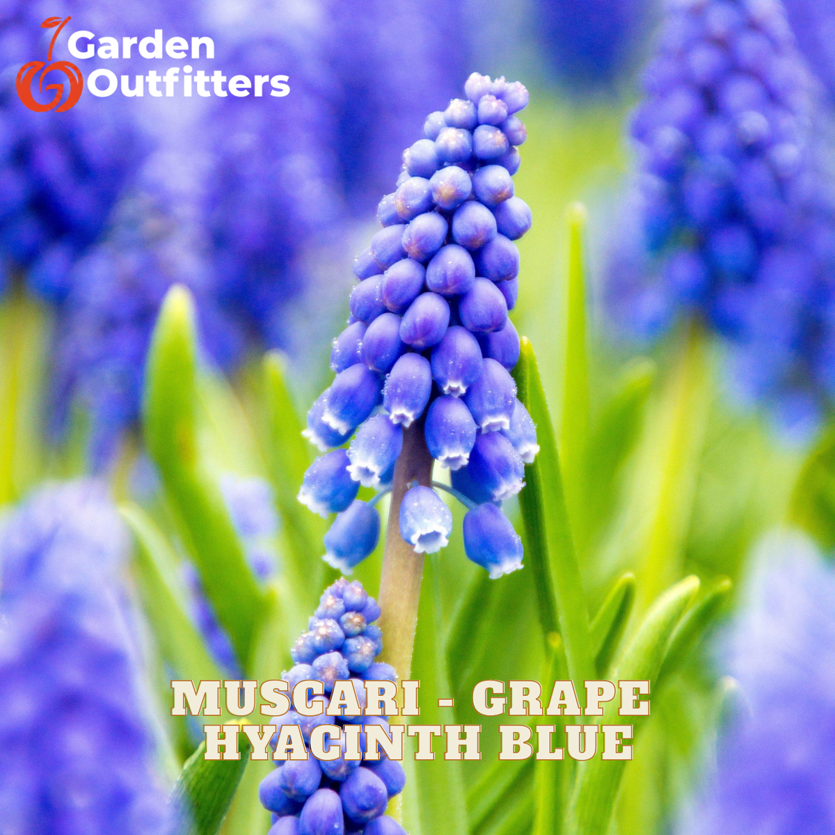 A close-up of a blue grape hyacinth flower in bloom with green leaves, surrounded by blurred purple blooms. The text 'MUSCARI - GRAPE HYACINTH BLUE' is overlaid at the bottom, and the 'Garden Outfitters' logo appears in the top left corner.