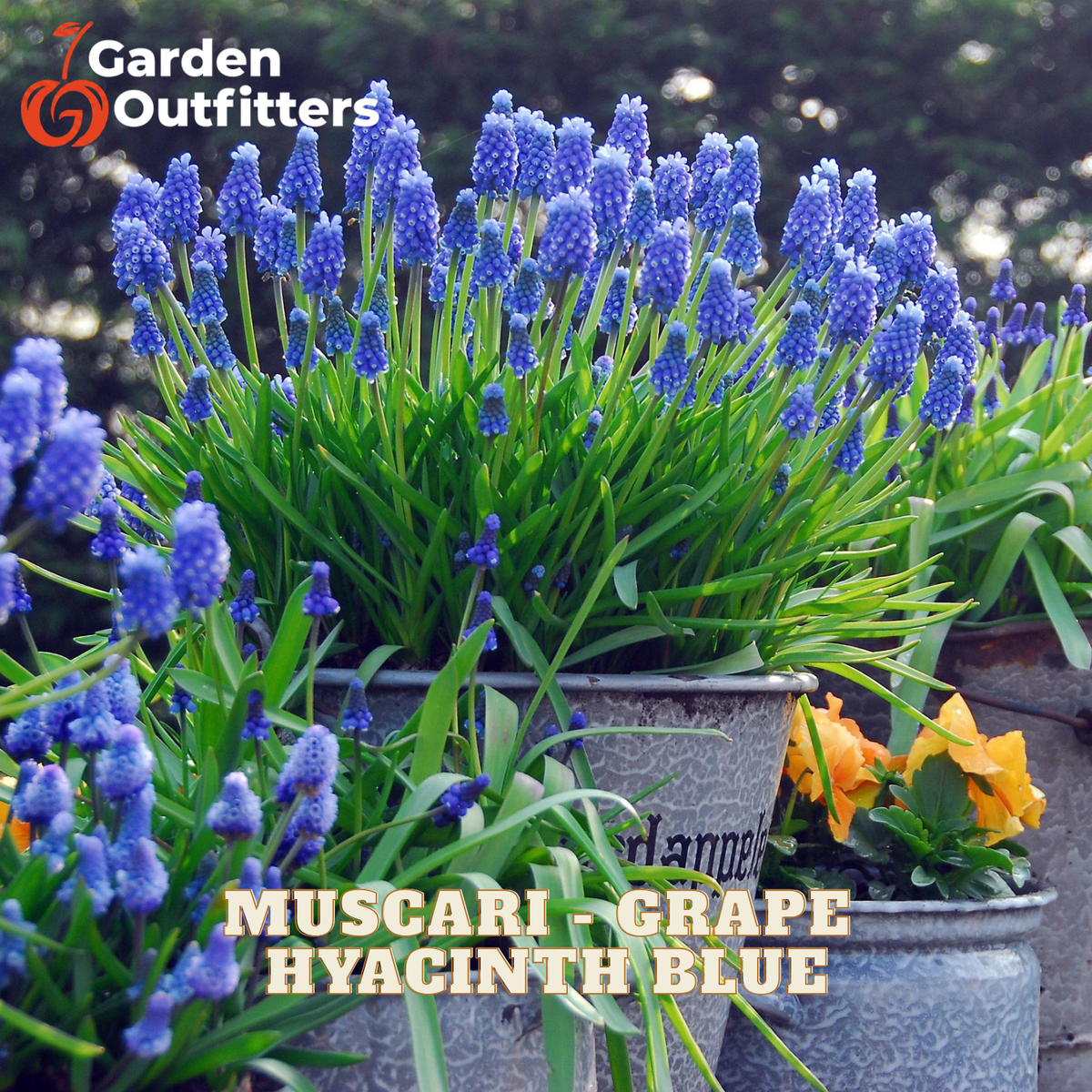 A potted cluster of Grape Hyacinth Blue flowers blooming in a garden setting, with the Garden Outfitters logo in the top left and text reading 'MUSCARI - GRAPE HYACINTH BLUE' at the bottom.