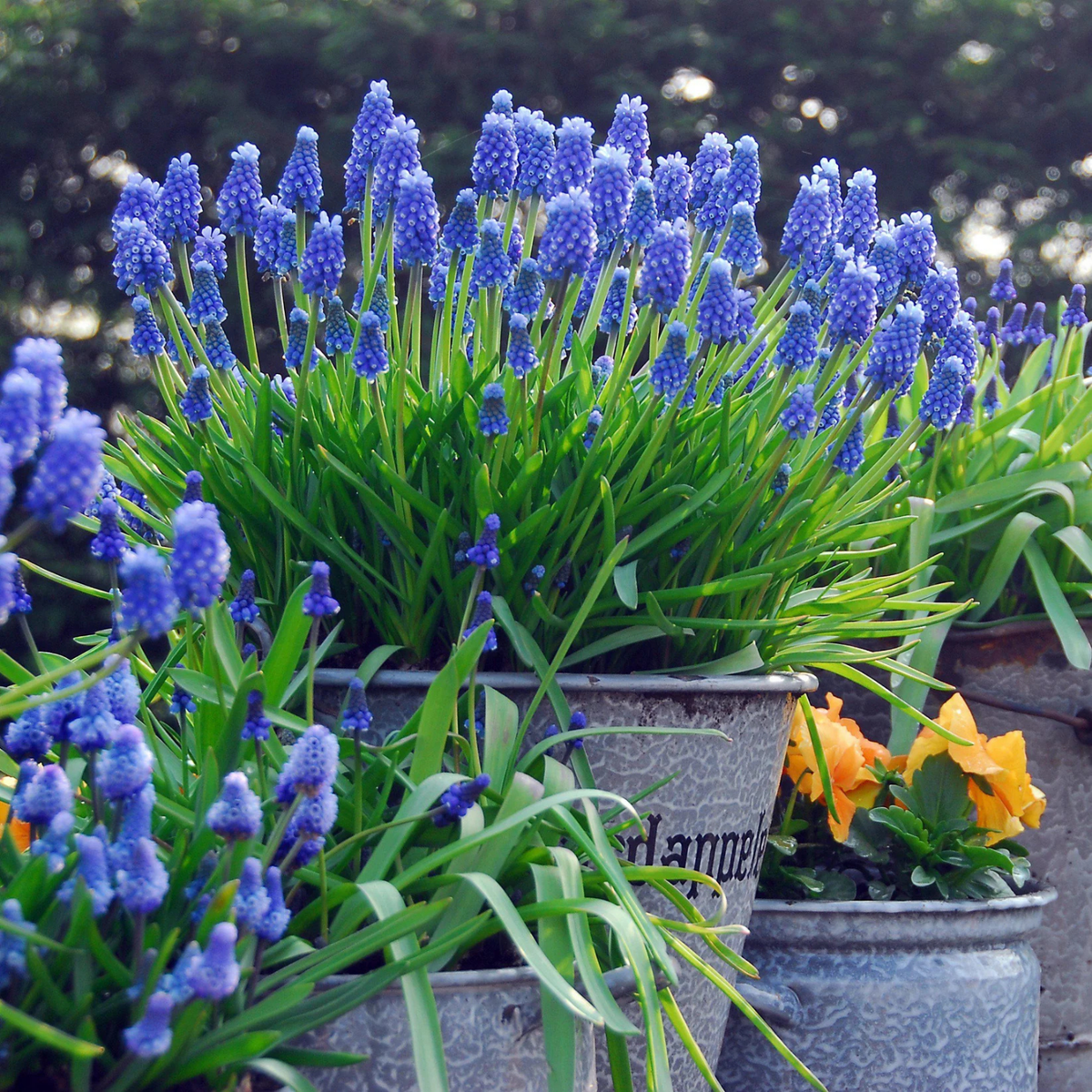 Potted plants with blue flowers and green leaves in a garden setting