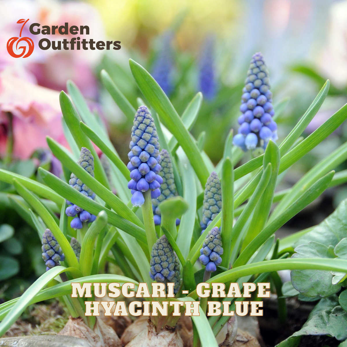 Muscari grape hyacinth blue flowers blooming in a garden setting, with green leaves and purple-blue flower clusters. Text overlay reads 'MUSCARI - GRAPE HYACINTH BLUE' and a 'Garden Outfitters' logo appears in the top left.