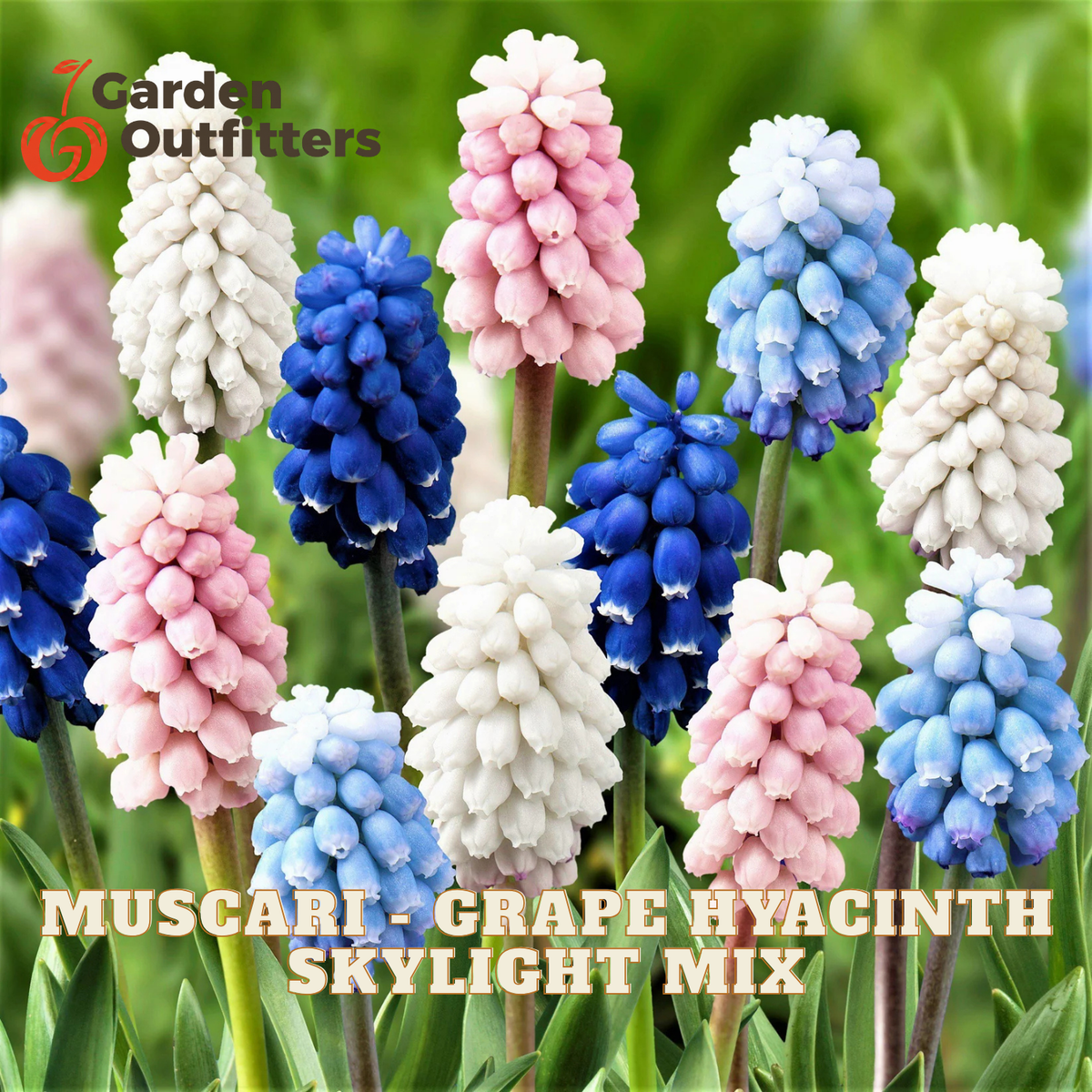 A cluster of grape hyacinth flowers in white, pink, and blue blooms on green stems, with the text 'MUSCARI - GRAPE HYACINTH SKYLIGHT MIX' and the Garden Outfitters logo.