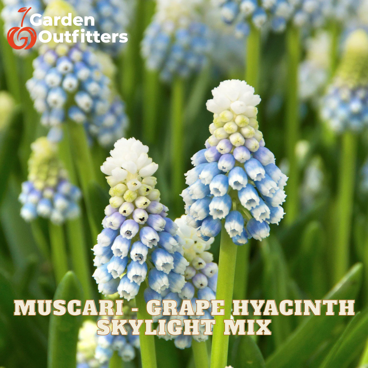 A close-up floral image of blue and white grape hyacinth flowers on green stems, with the text 'MUSCARI - GRAPE HYACINTH SKYLIGHT MIX' and a Garden Outfitters logo visible.