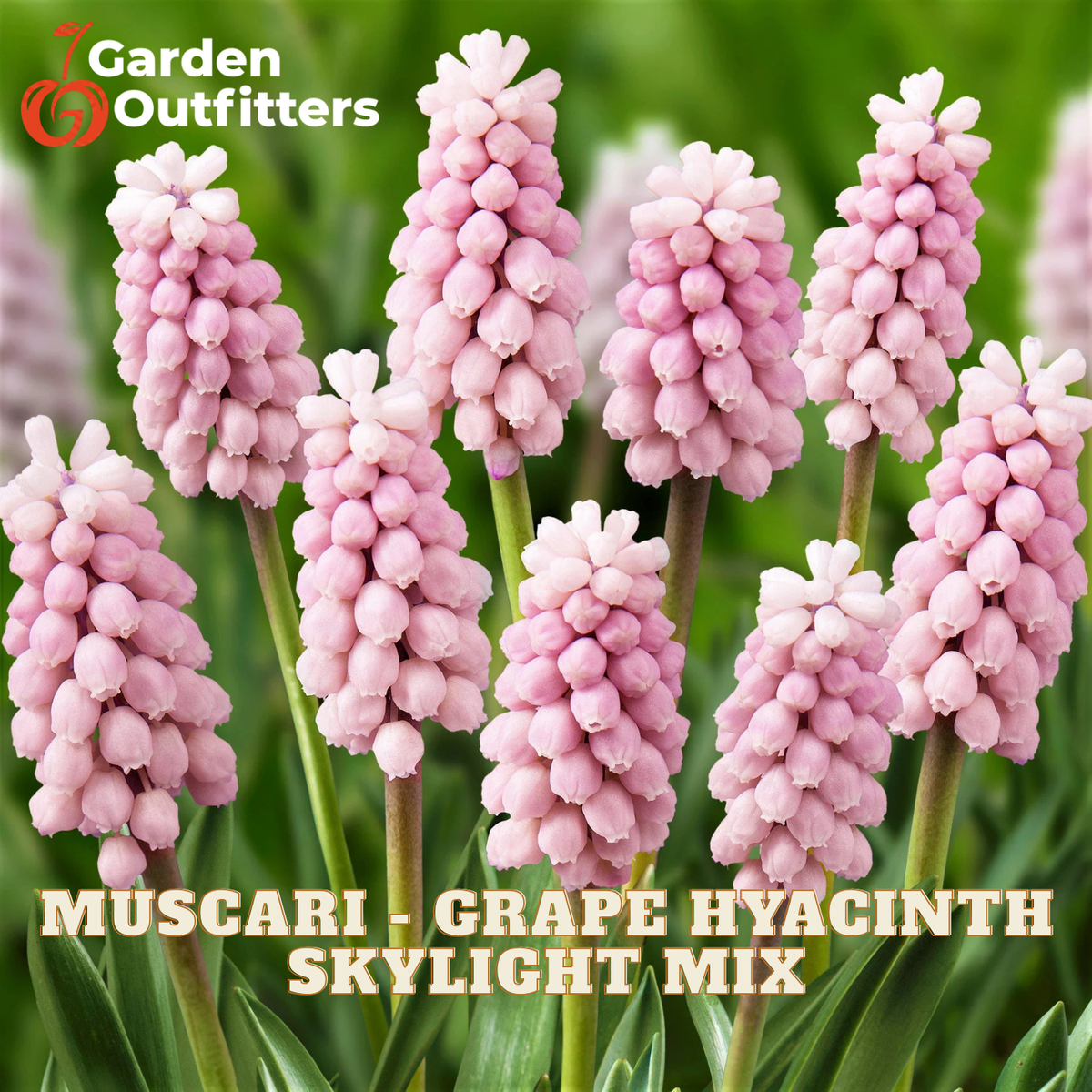 A close-up of pink grape hyacinth flower spikes with green stems and leaves, overlaid with the text 'MUSCARI - GRAPE HYACINTH SKYLIGHT MIX' and the Garden Outfitters logo.