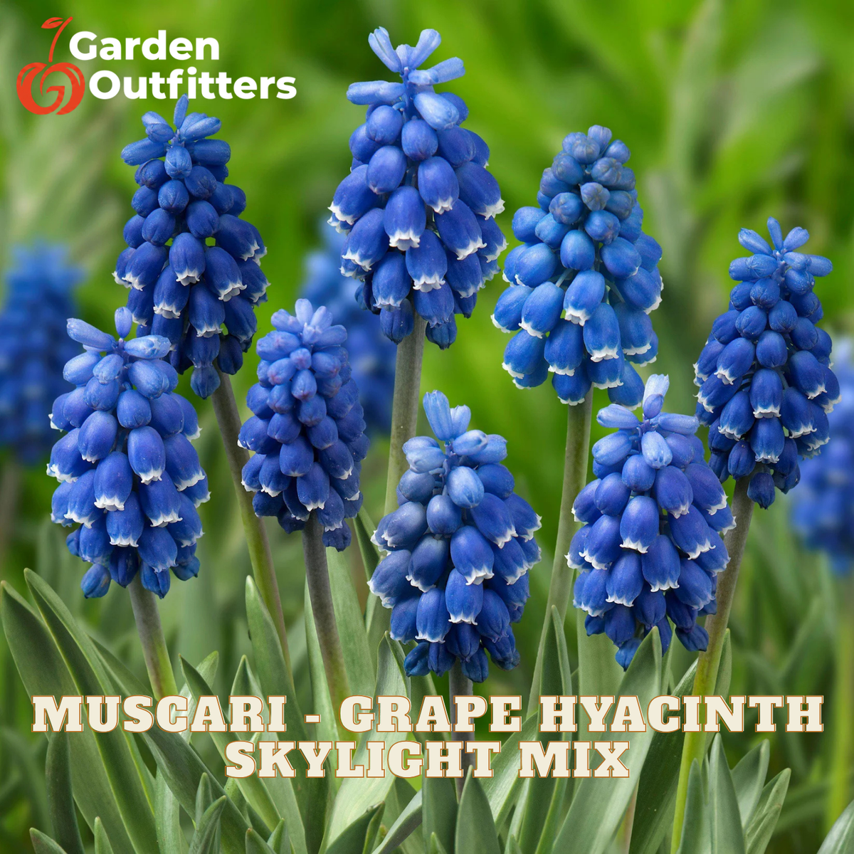 A close-up floral image of blue grape hyacinth flowers with green leaves and stems, overlaid with the text 'MUSGARI - GRAPE HYACINTH SKYLIGHT MIX' and a Garden Outfitters logo in the top left.
