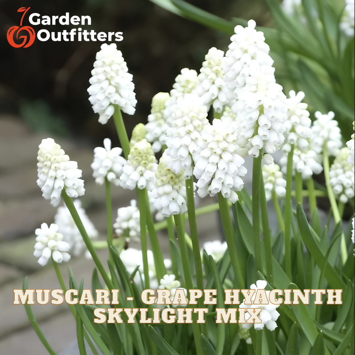 White grape hyacinth flowers blooming in a garden setting, with text reading 'MUSCARI - GRAPE HYACINTH SKYLIGHT MIX' and a Garden Outfitters logo in the top left corner.