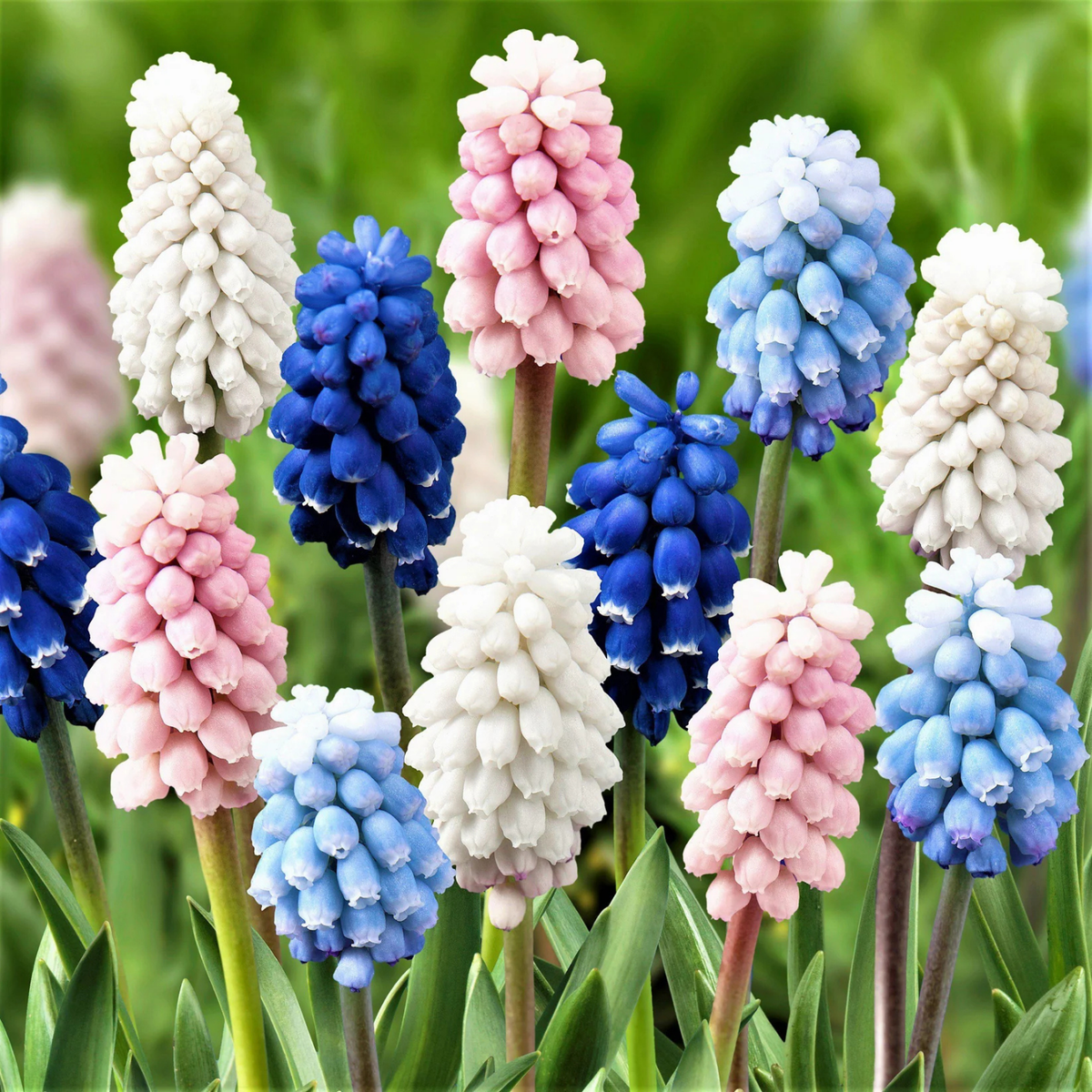 Colorful muscari flowers in blue, pink, and white against a green background
