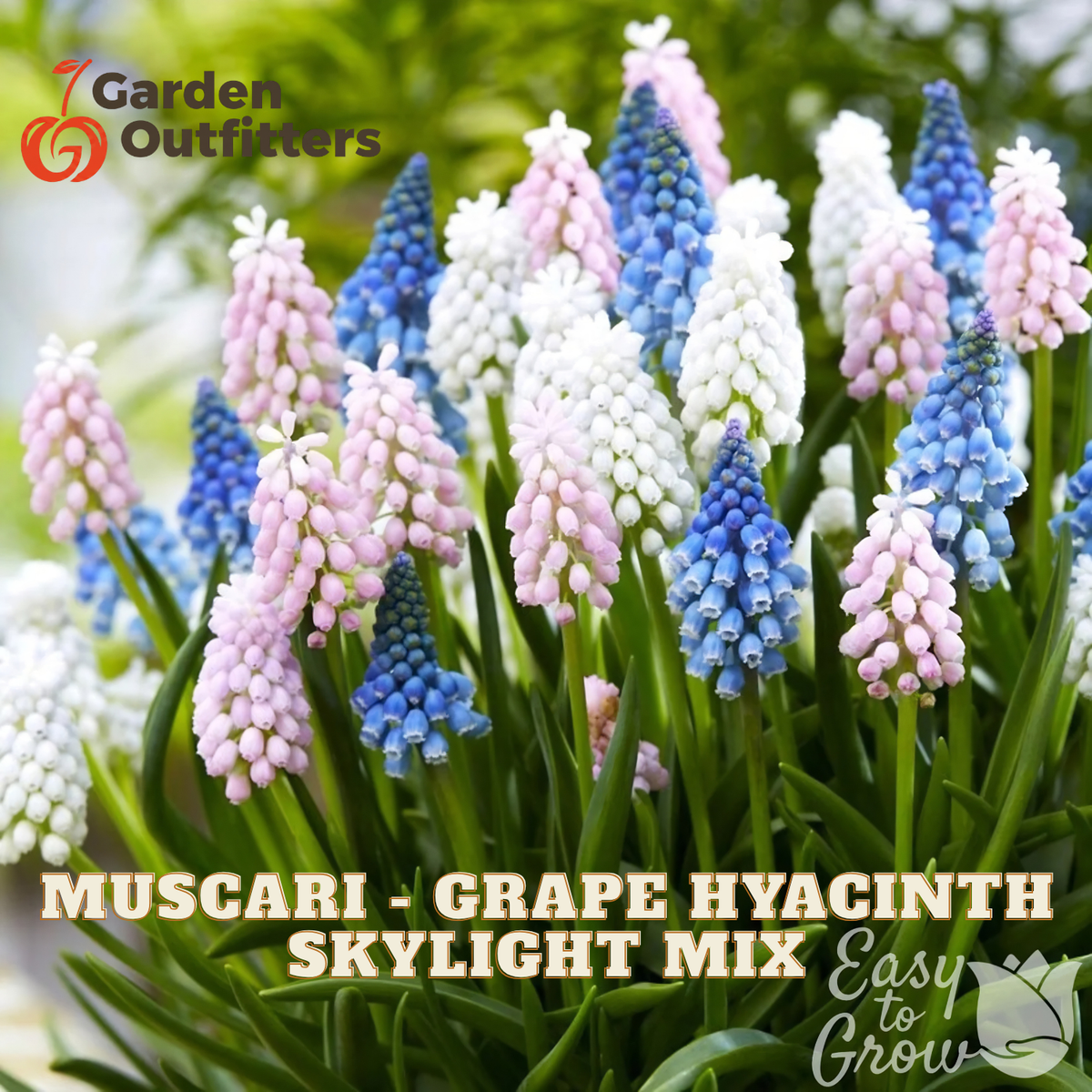A close-up of a grape hyacinth flower mix labeled 'Muscari - Grape Hyacinth Skylight Mix' with Garden Outfitters branding and 'Easy to Grow' text. The flowers are in soft pink, white, and blue with green foliage, set against a blurred green background.