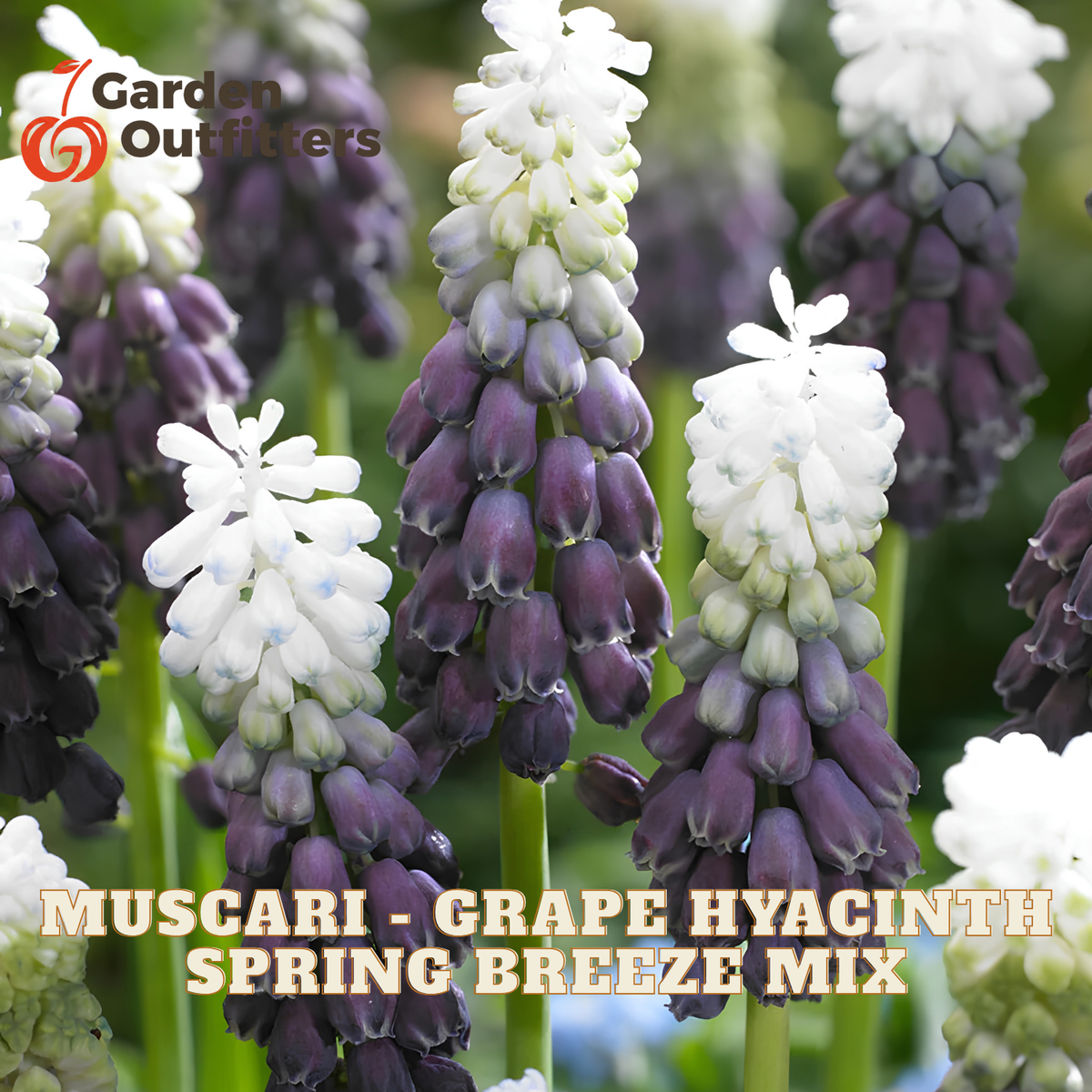 Close-up of grape hyacinth flowers in a spring breeze mix, showing tall spikes of white and deep purple bell-shaped blossoms. Text at the bottom reads 'MUSCARI - GRAPE HYACINTH SPRING BREEZE MIX' and the Garden Outfitters logo appears in the top left.