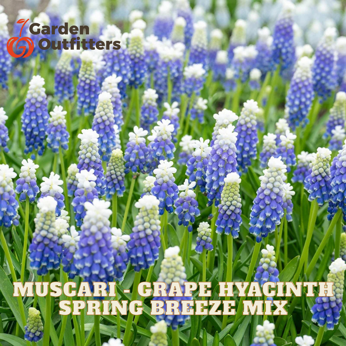 A close-up of a flowering garden bed filled with grape hyacinth blooms in blue, purple, and white on green stems, with the text 'MUSCARI - GRAPE HYACINTH SPRING BREEZE MIX' at the bottom and a 'Garden Outfitters' logo in the top left.