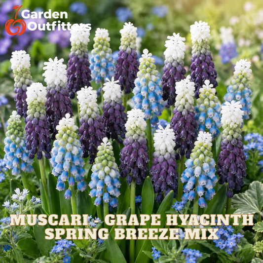 A garden flower mix labeled 'Muscarl + Grape Hyacinth Spring Breeze Mix' by Garden Outfitters, showing clusters of purple, white, and blue hyacinth flowers with green foliage in a blurred garden background.
