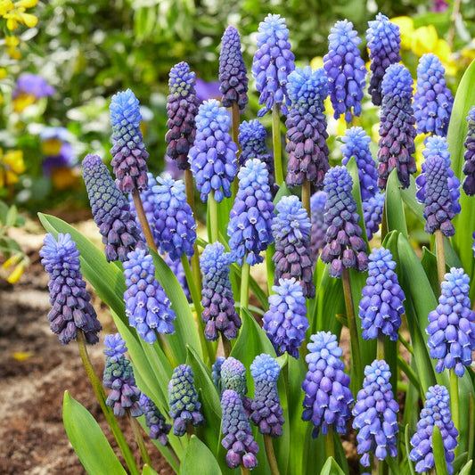 Blue Grape Hyacinth - PreOrder