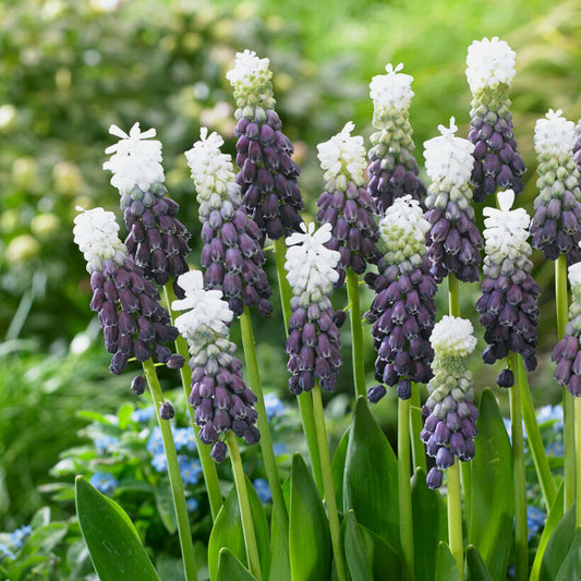 Ice Grape Hyacinth - PreOrder
