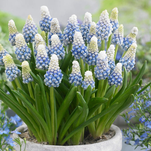 Mt. Lady Grape Hyacinth - PreOrder