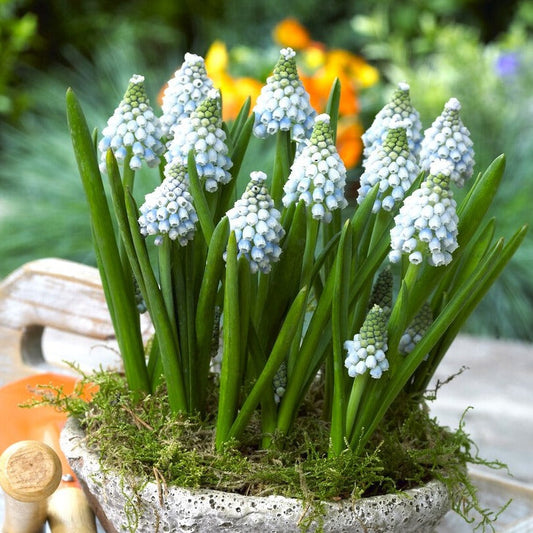 Ocean Magic Grape Hyacinth - PreOrder