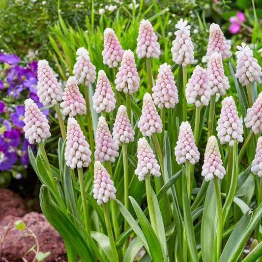 Pink Surprise Grape Hyacinth - PreOrder