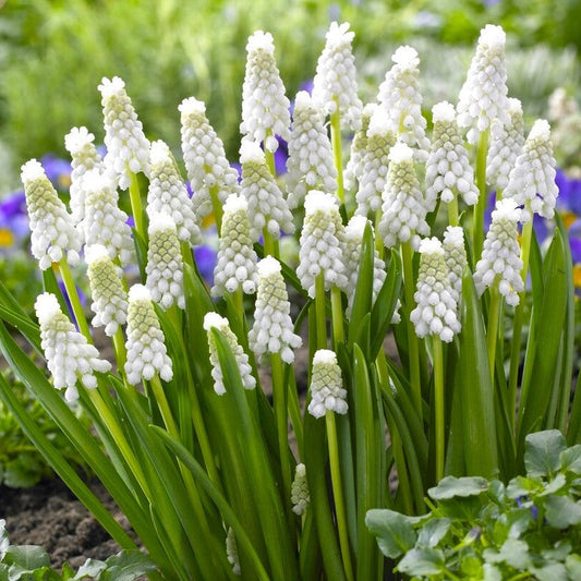 Siberian Tiger Grape Hyacinth - PreOrder
