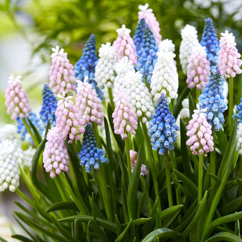Skylight Mix Grape Hyacinth - PreOrder
