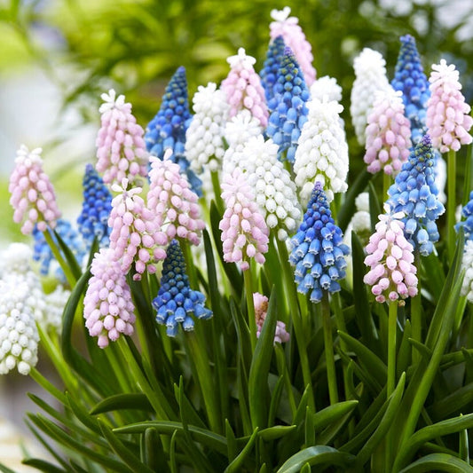 Skylight Mix Grape Hyacinth - PreOrder
