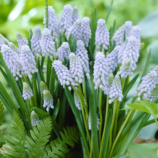 Valerie Finnis Grape Hyacinth - PreOrder