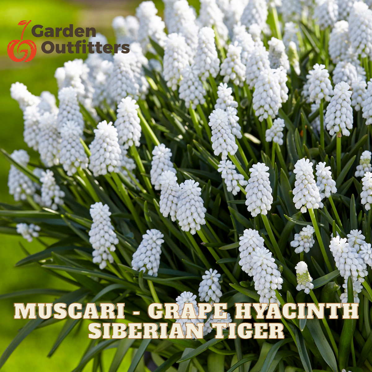 Muscari - Grape Hyacinth Siberian Tiger