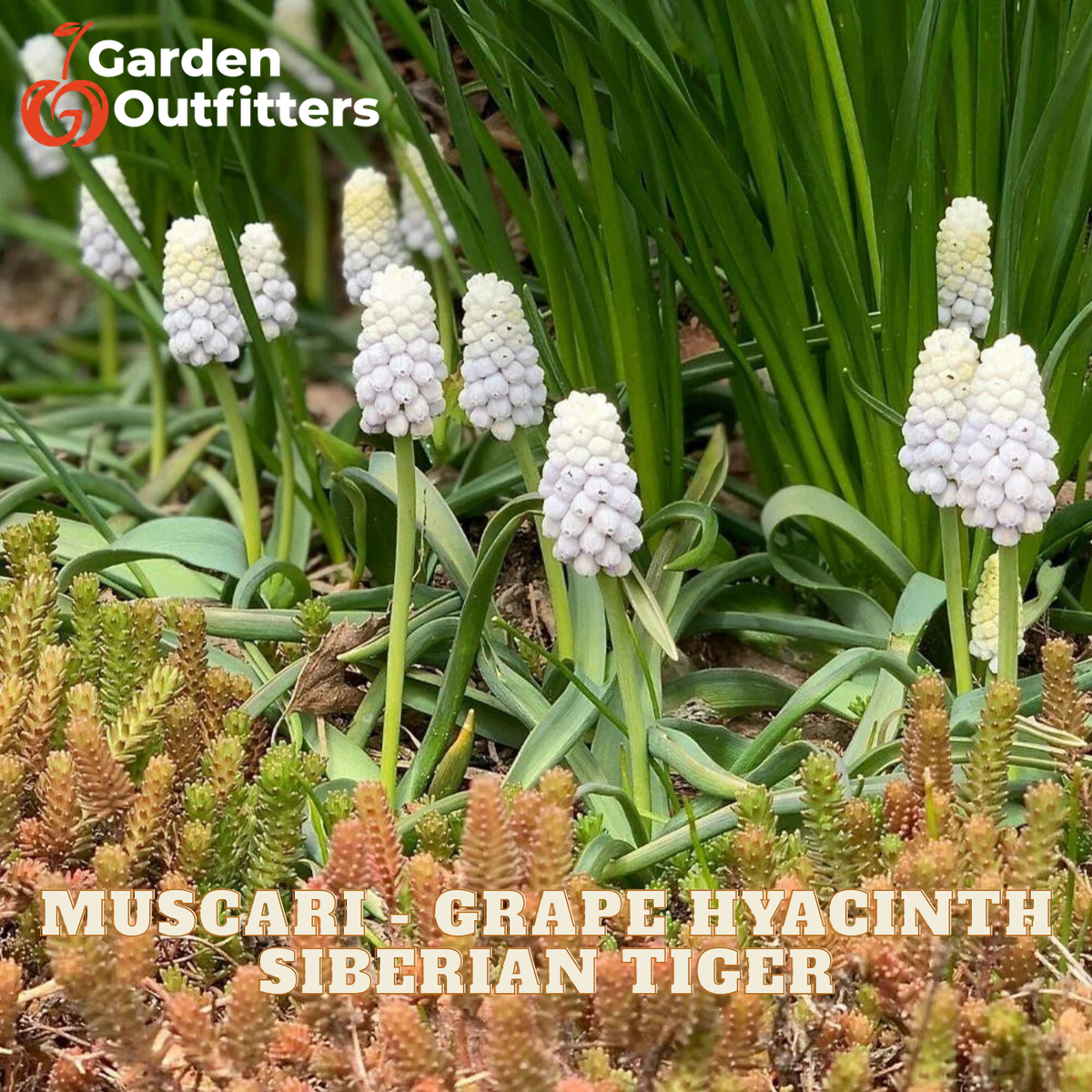 Muscari - Grape Hyacinth Siberian Tiger
