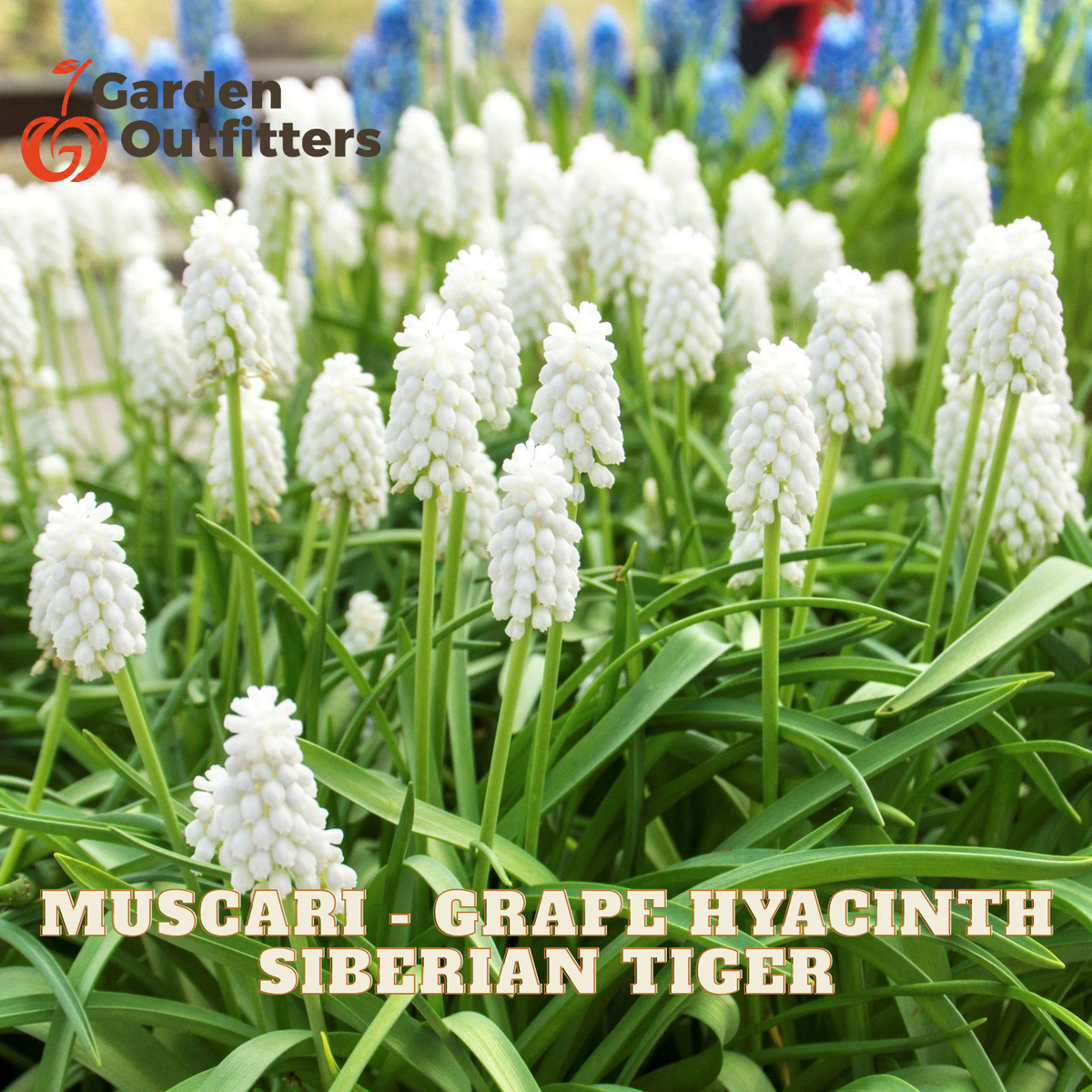 Muscari - Grape Hyacinth Siberian Tiger