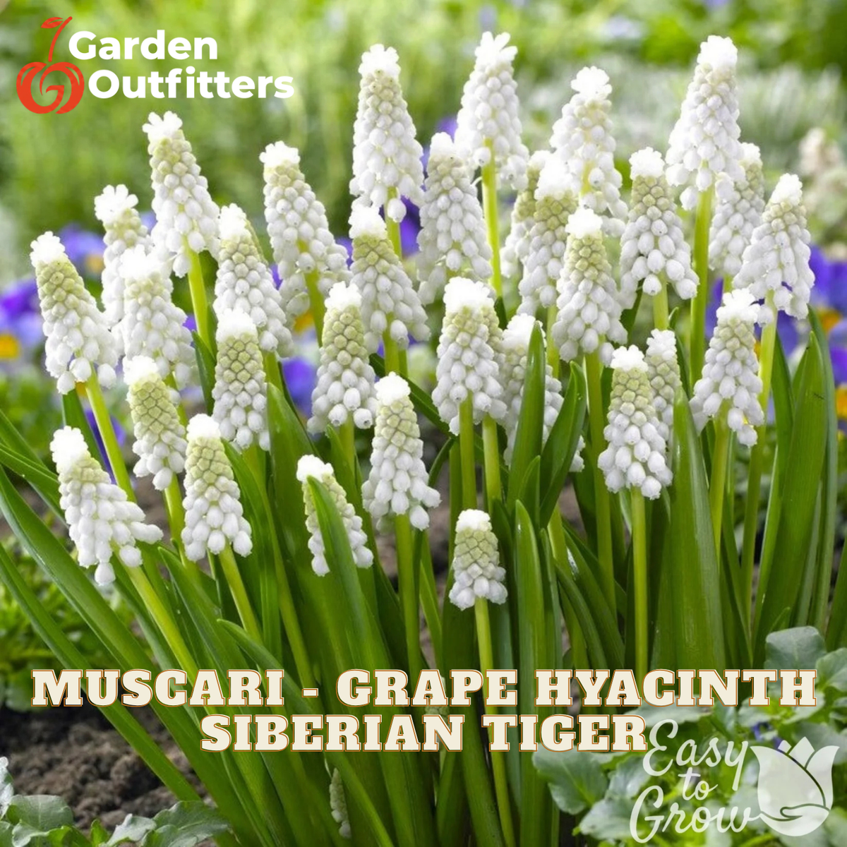 Muscari - Grape Hyacinth Siberian Tiger