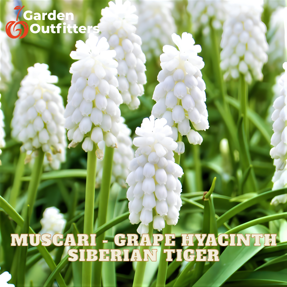 Muscari - Grape Hyacinth Siberian Tiger