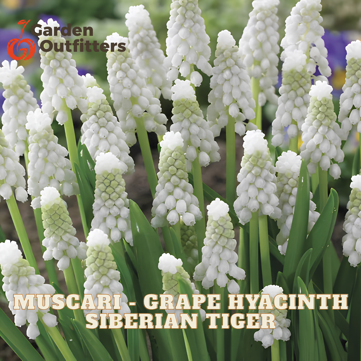 Muscari - Grape Hyacinth Siberian Tiger