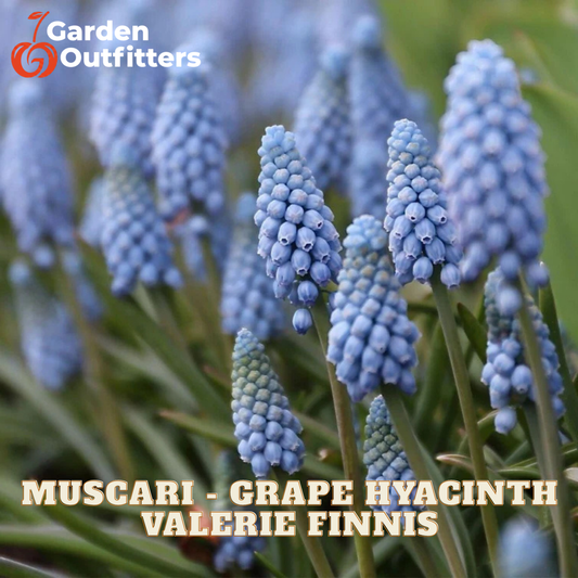 A close-up of blue grape hyacinth flowers in a cluster, with the text 'MUSCARI - GRAPE HYACINTH' and 'VALERIE FINNIS' at the bottom, and the 'Garden Outfitters' logo in the top left corner.